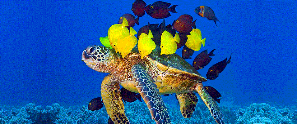 لاکپشت های جزیره کیش